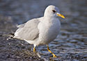 Larus canus